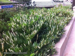 Prunus laurocerasus 'Otto Luyken'- blooming